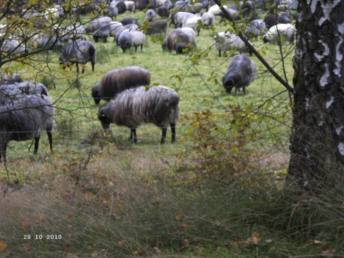 Ferienhaus Huus Ton Witten Barg Undeloh Zewnętrze zdjęcie