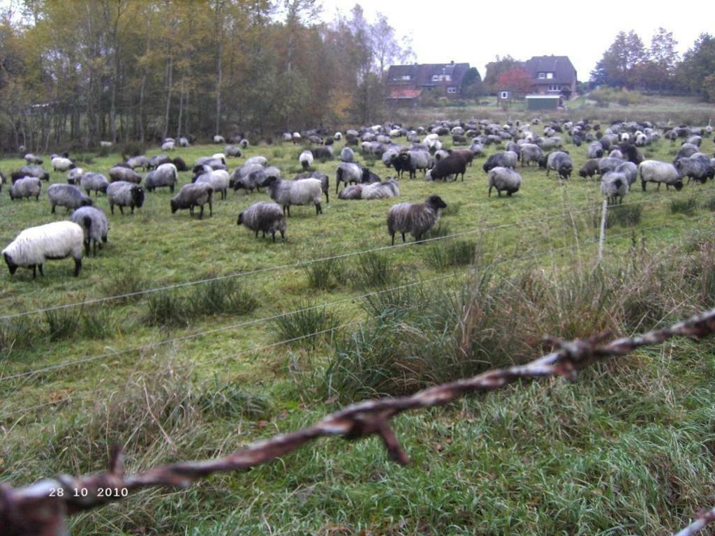 Ferienhaus Huus Ton Witten Barg Undeloh Zewnętrze zdjęcie