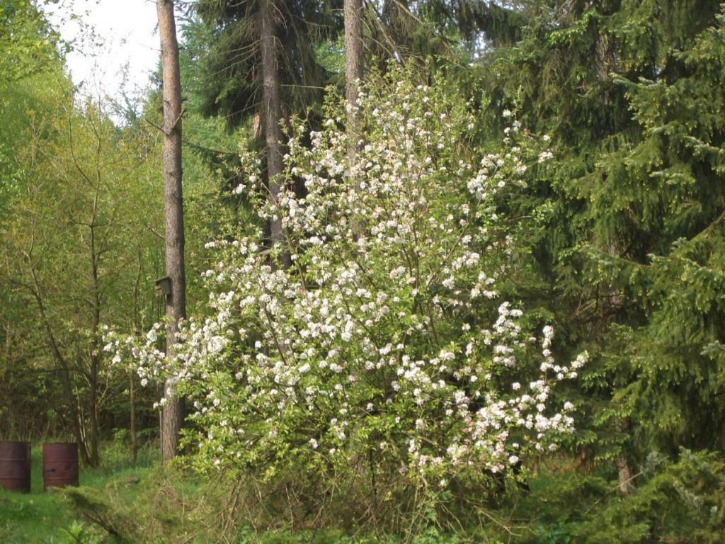 Ferienhaus Huus Ton Witten Barg Undeloh Zewnętrze zdjęcie